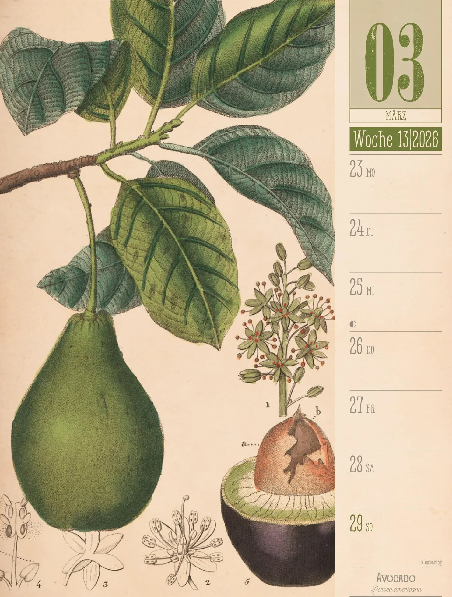 Culinarium Wochenplaner Kalender 2026 | Küche, Kräuter, Kurioses: Informativer Küchen-Wochenkalender im Hochformat (25x33 cm) | Vintage & Retro