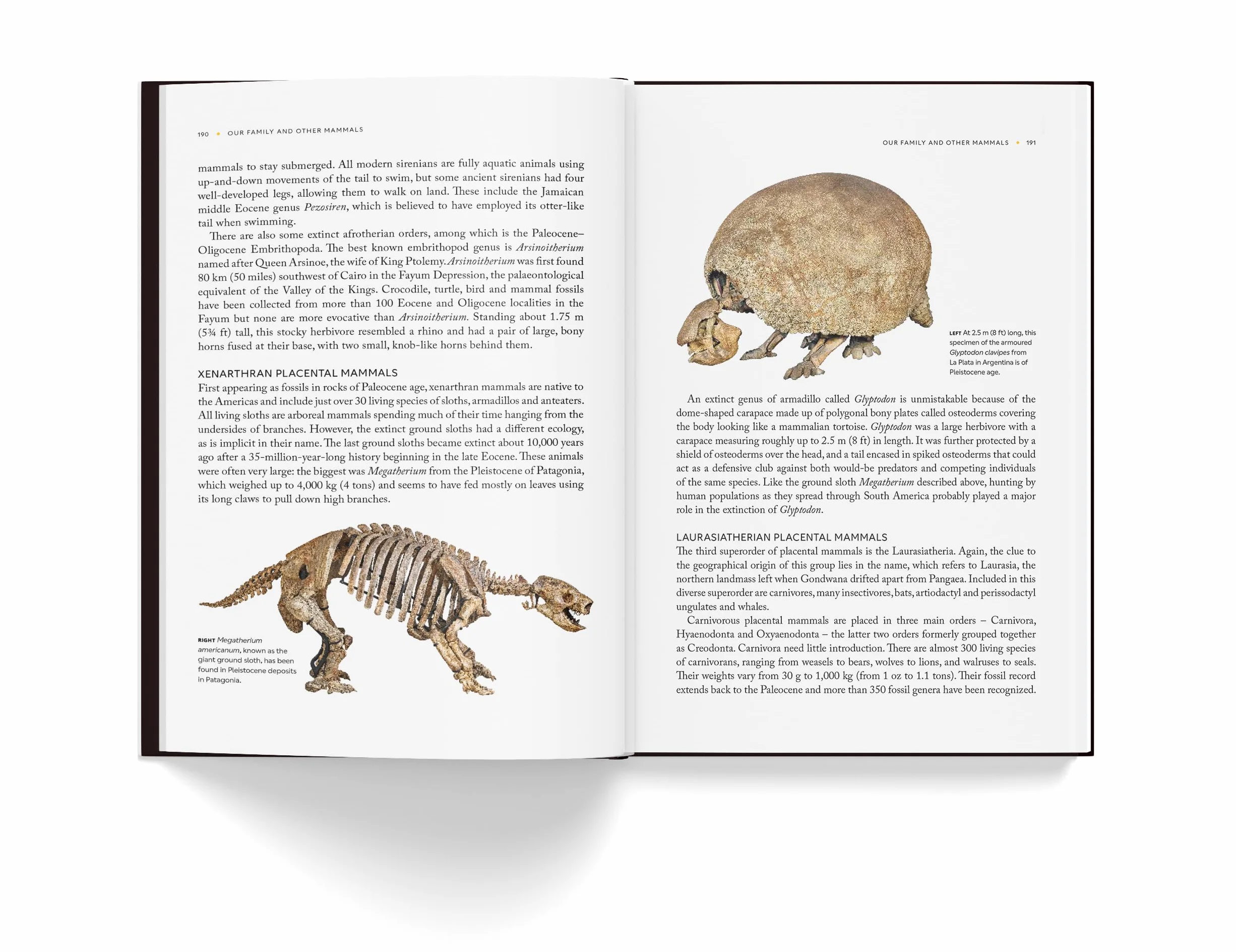 Fossils: The essential guide