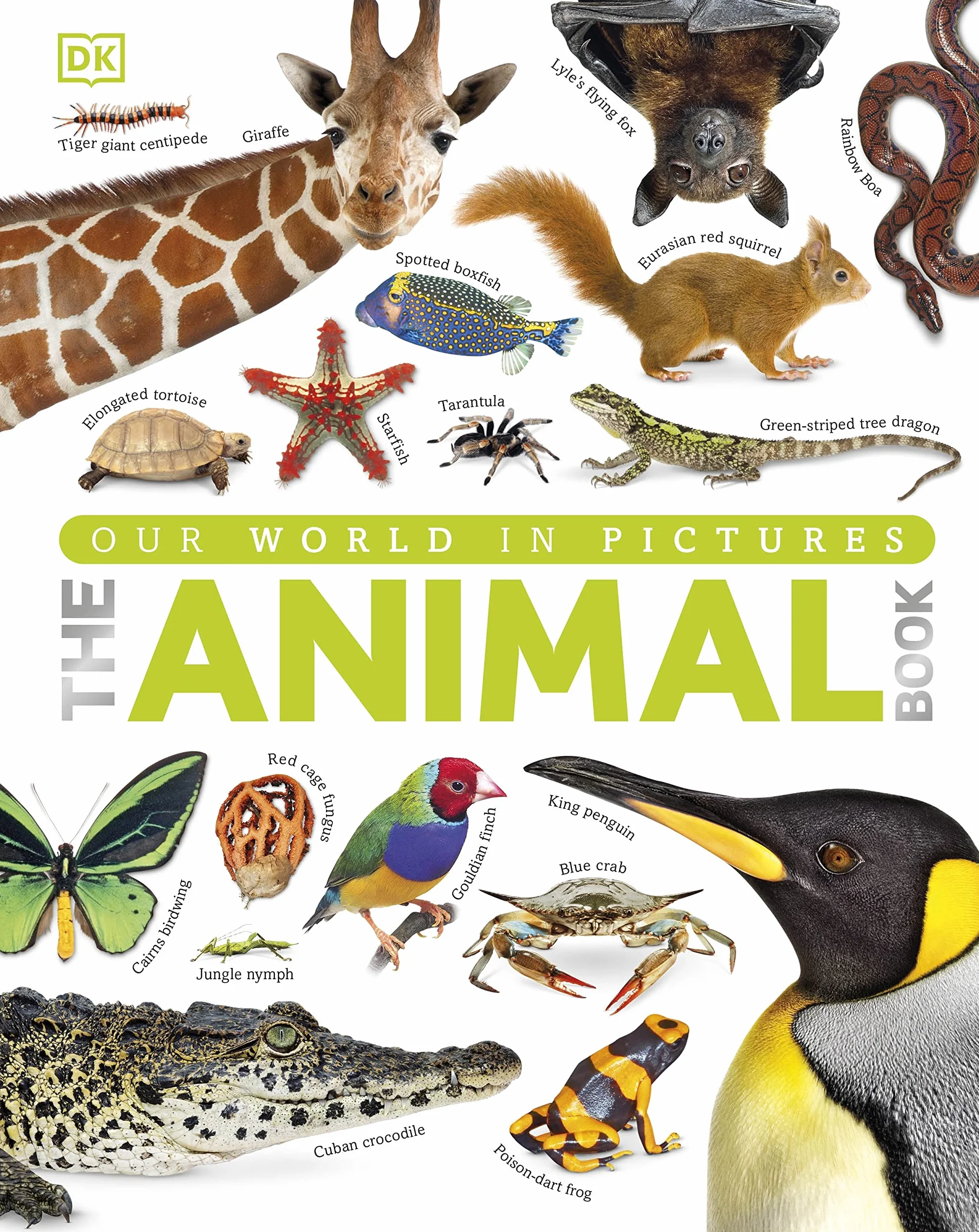 The Our World in Pictures The Animal Book: A Visual Encyclopedia of Life on Earth (DK Our World in Pictures): A Visual Animal Kingdom Encyclopedia for Kids