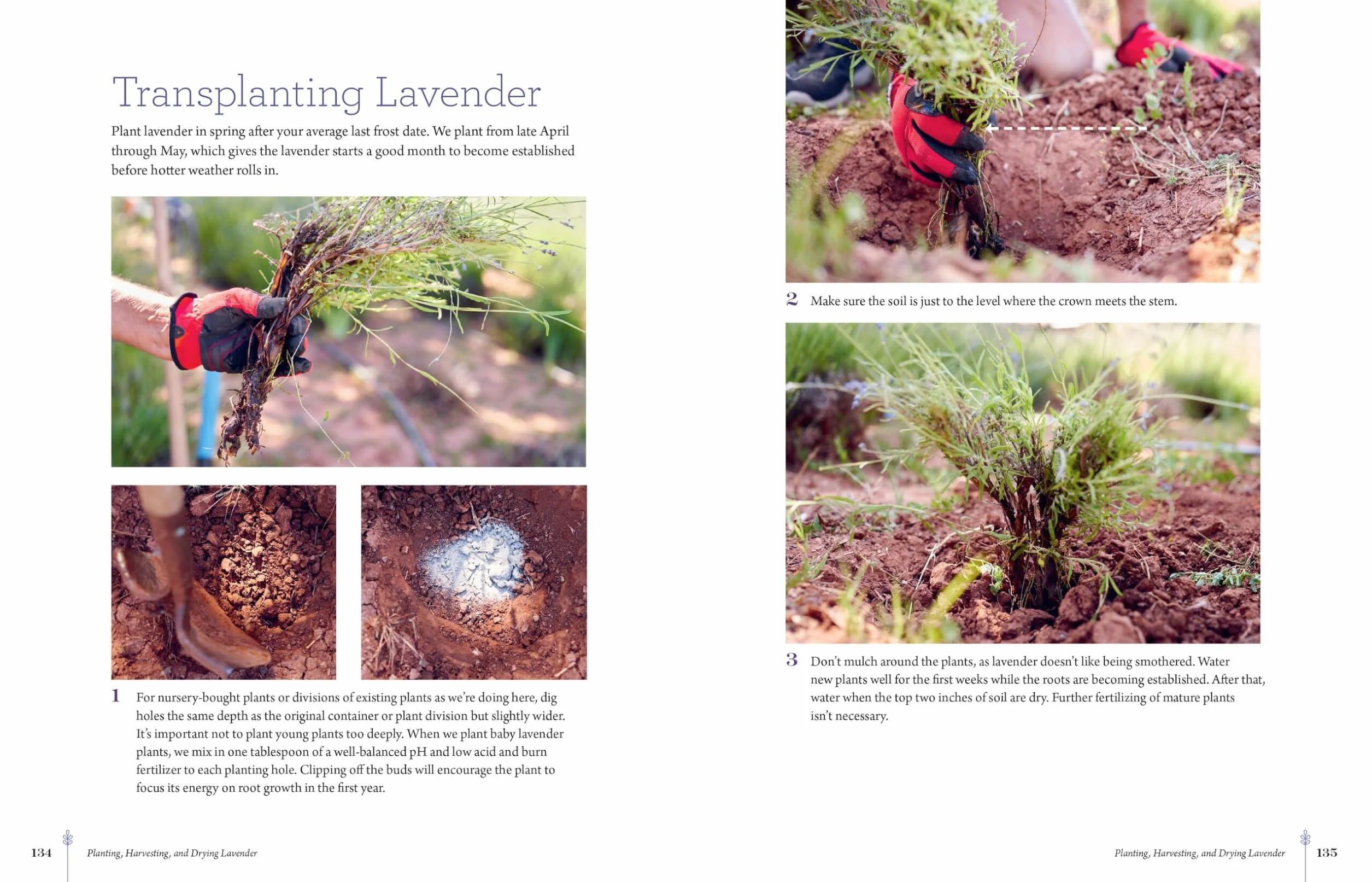 The Lavender Companion: Enjoy the Aroma, Flavor, and Health Benefits of This Classic Herb