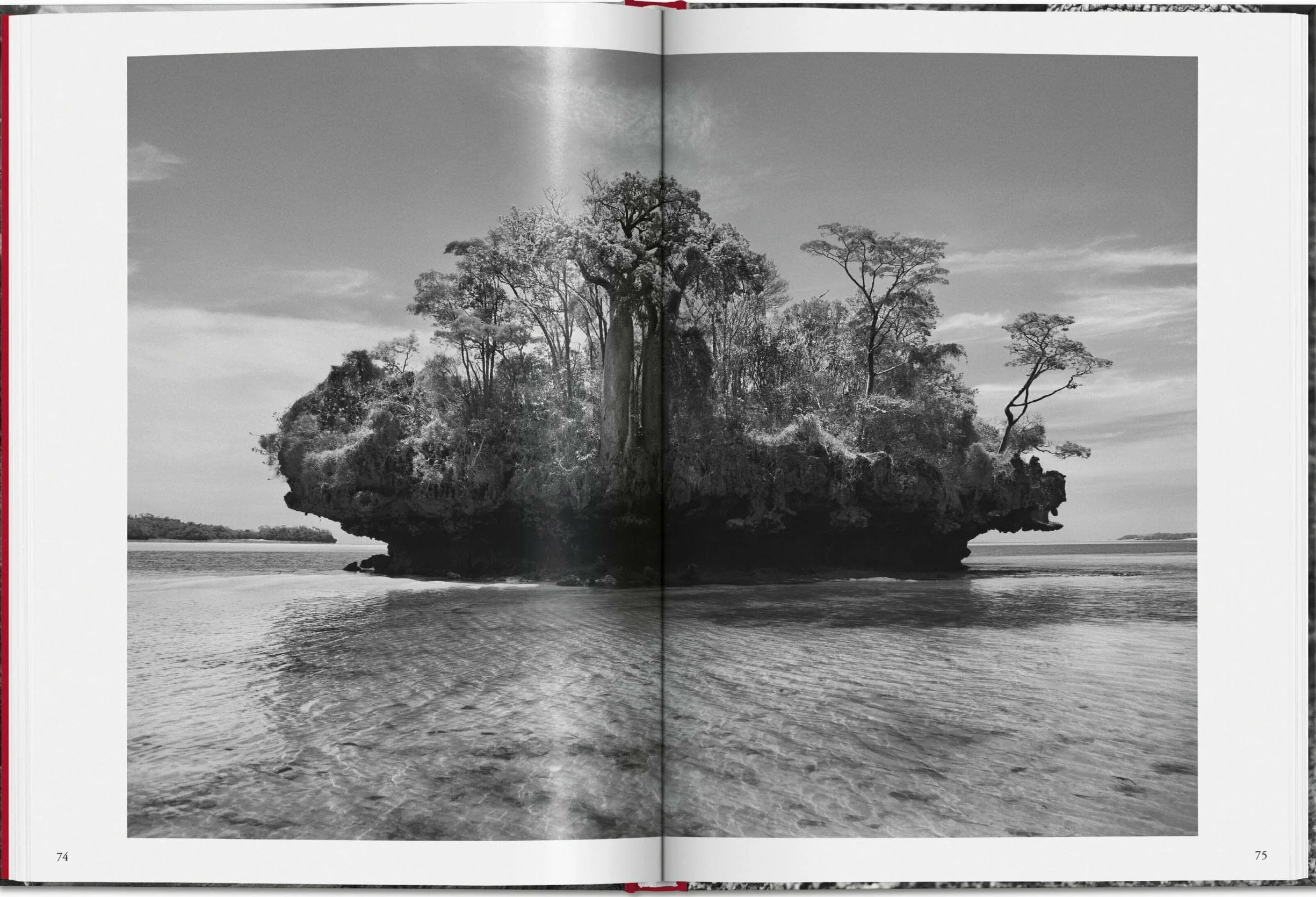 Salgado, Genesis