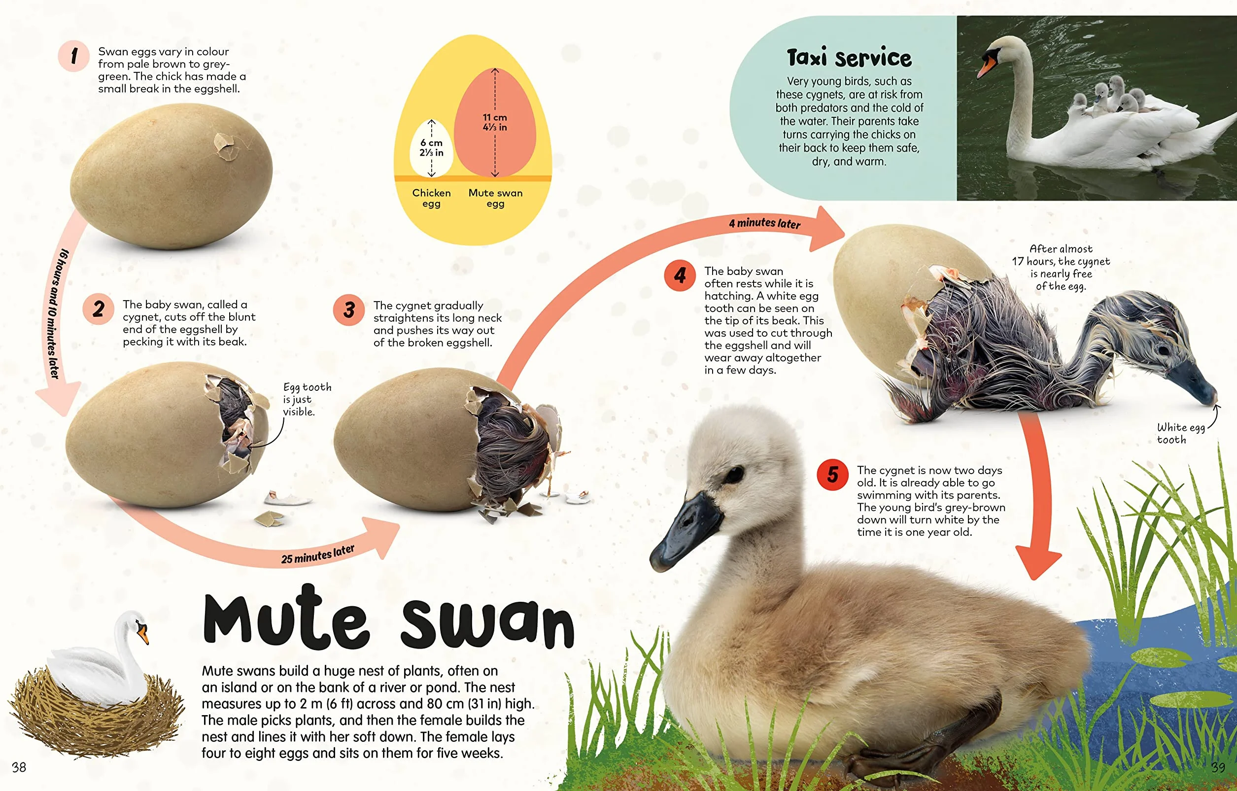 The Egg Book: See How Baby Animals Hatch, Step By Step!