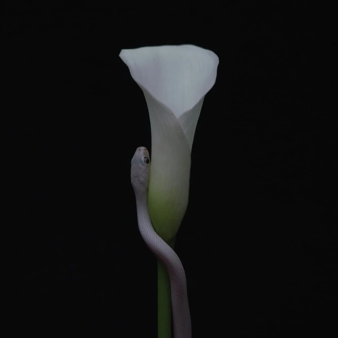 Parrhesia