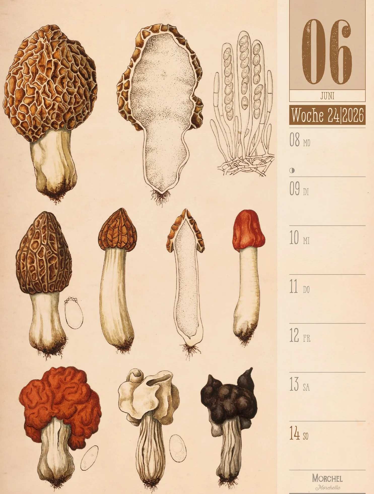 Culinarium Wochenplaner Kalender 2026 | Küche, Kräuter, Kurioses: Informativer Küchen-Wochenkalender im Hochformat (25x33 cm) | Vintage & Retro