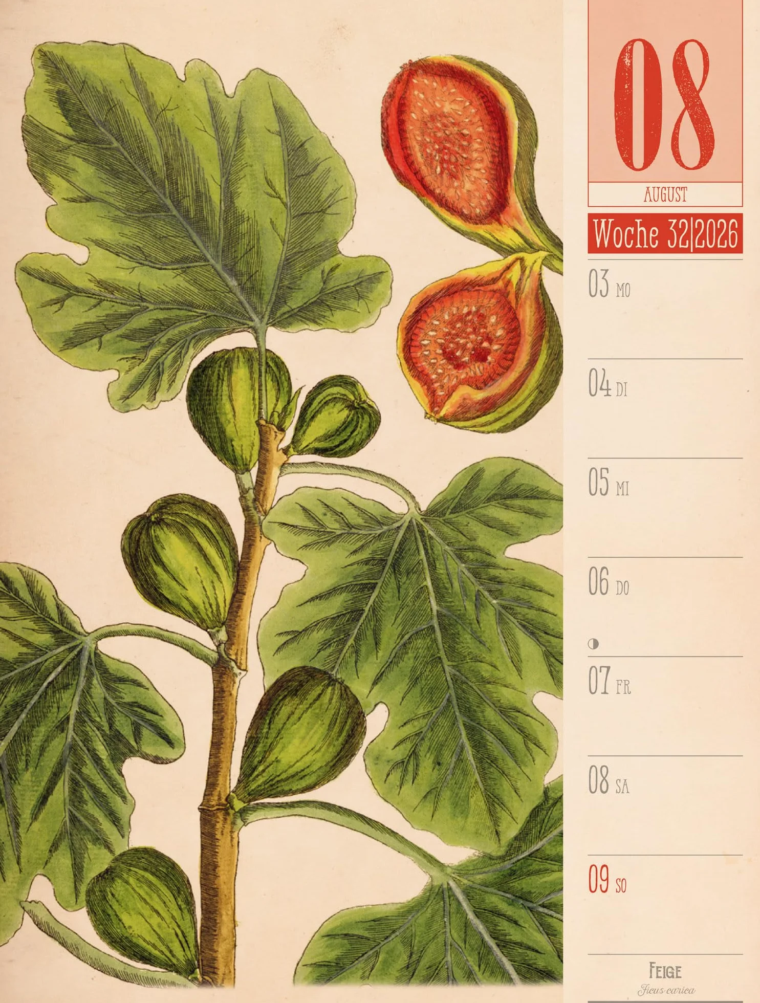 Culinarium Wochenplaner Kalender 2026 | Küche, Kräuter, Kurioses: Informativer Küchen-Wochenkalender im Hochformat (25x33 cm) | Vintage & Retro