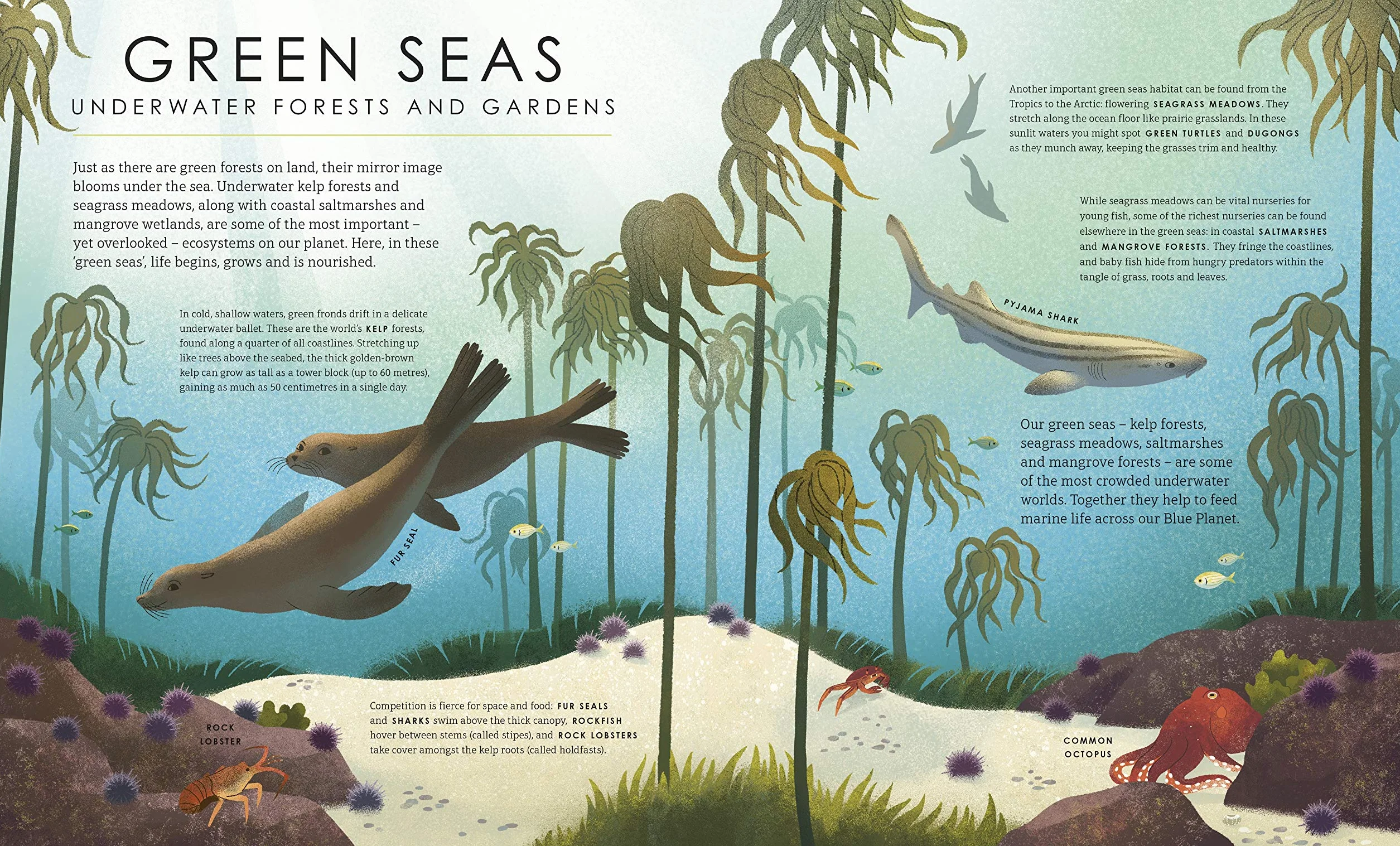 Blue Planet II: For young wildlife-lovers inspired by David Attenborough's series