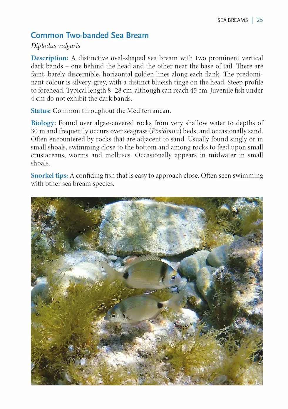 A Snorkeller's Guide to the Mediterranean: A Photographic Id Guide to the Most Commonly Encountered Marine Species