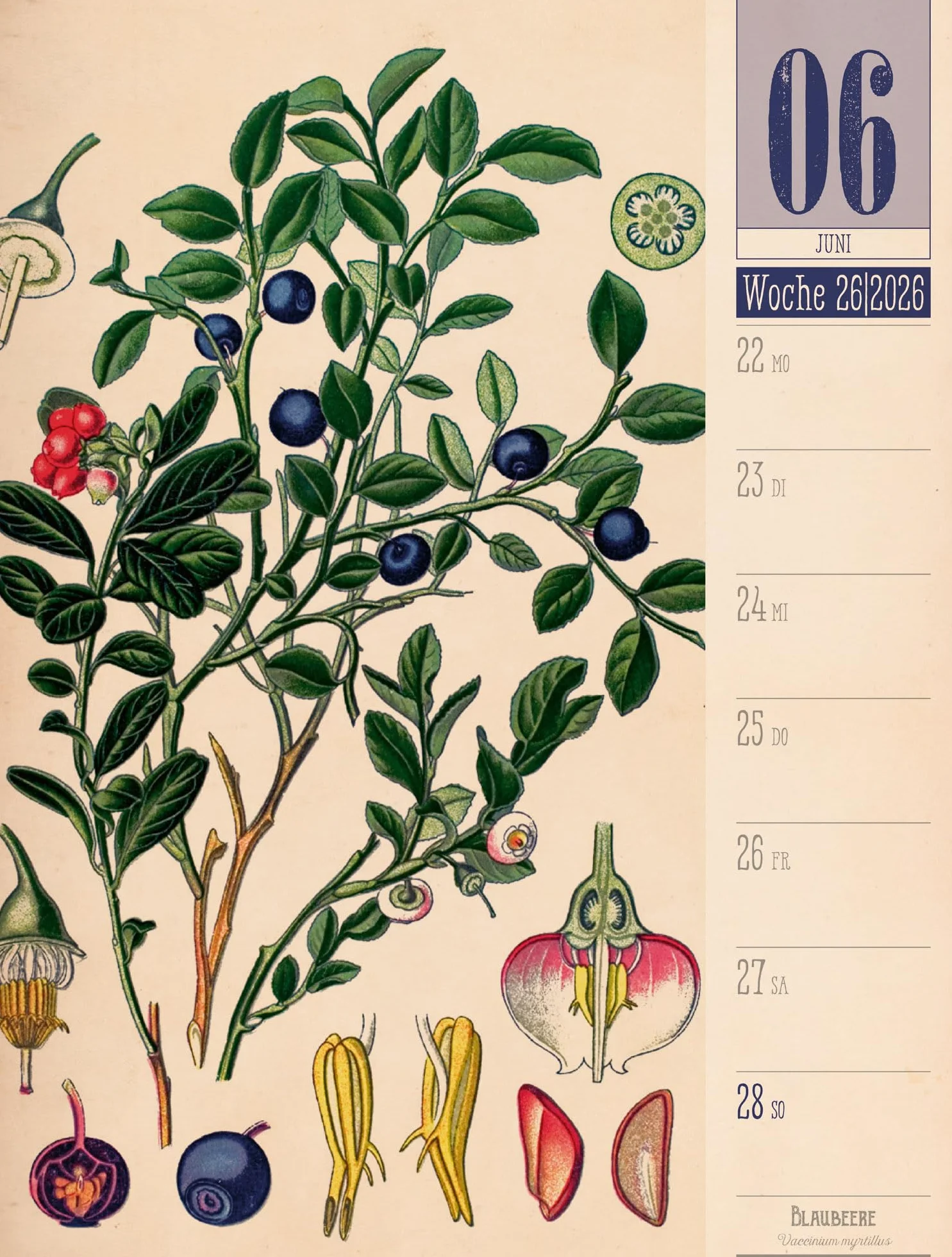 Culinarium Wochenplaner Kalender 2026 | Küche, Kräuter, Kurioses: Informativer Küchen-Wochenkalender im Hochformat (25x33 cm) | Vintage & Retro