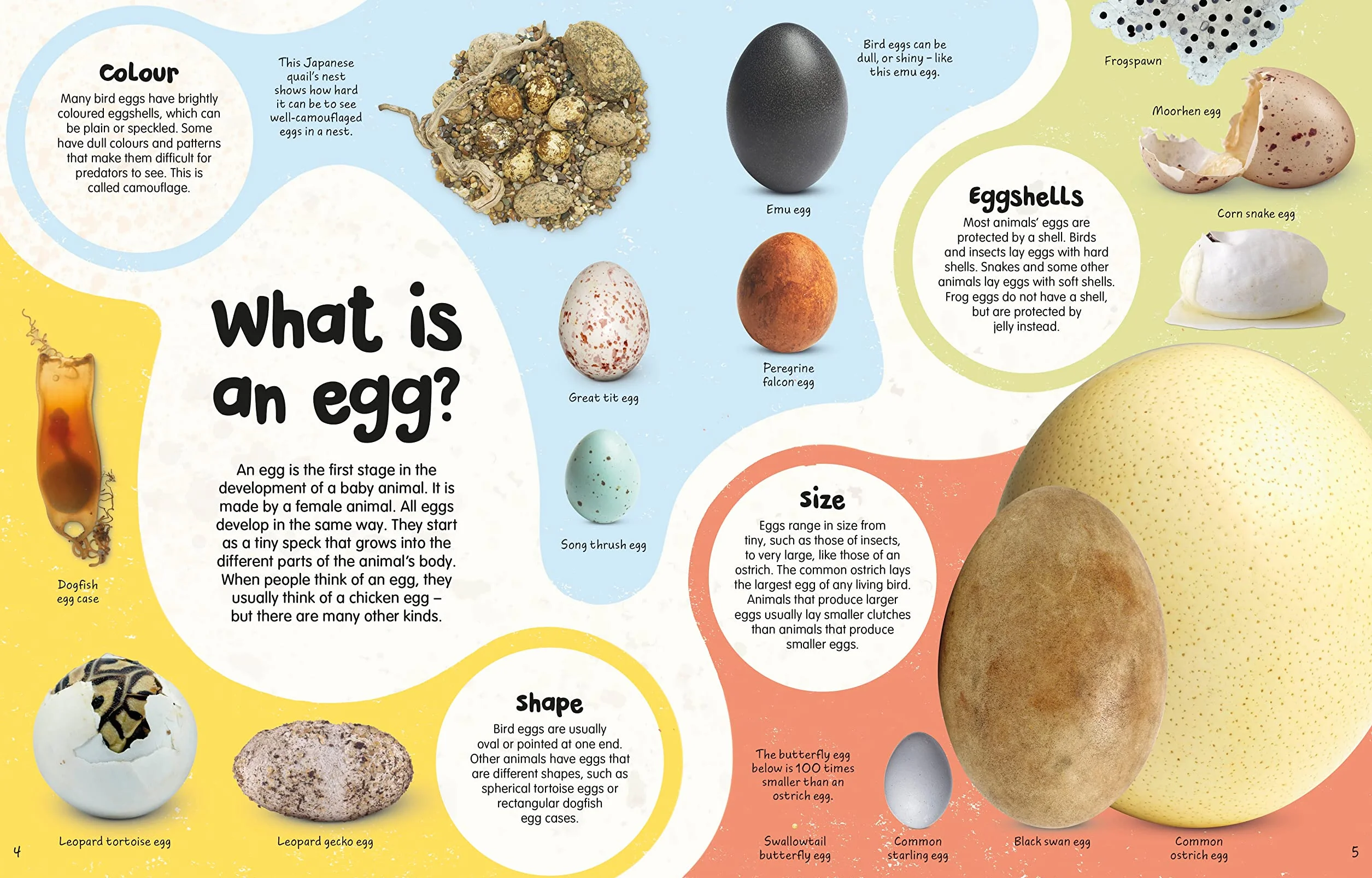 The Egg Book: See How Baby Animals Hatch, Step By Step!