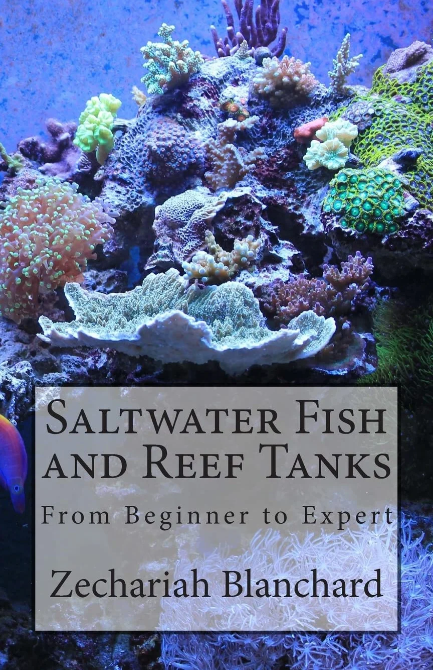 Saltwater Fish and Reef Tanks: From Beginner to Expert