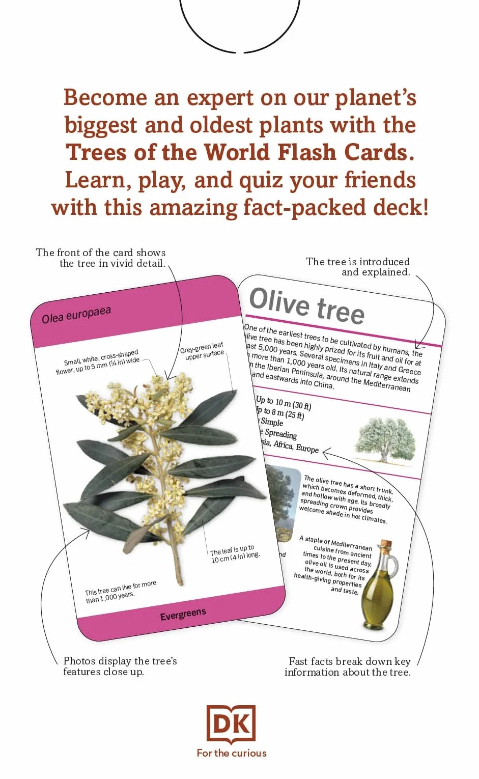 Our World in Pictures Trees of the World Flash Cards