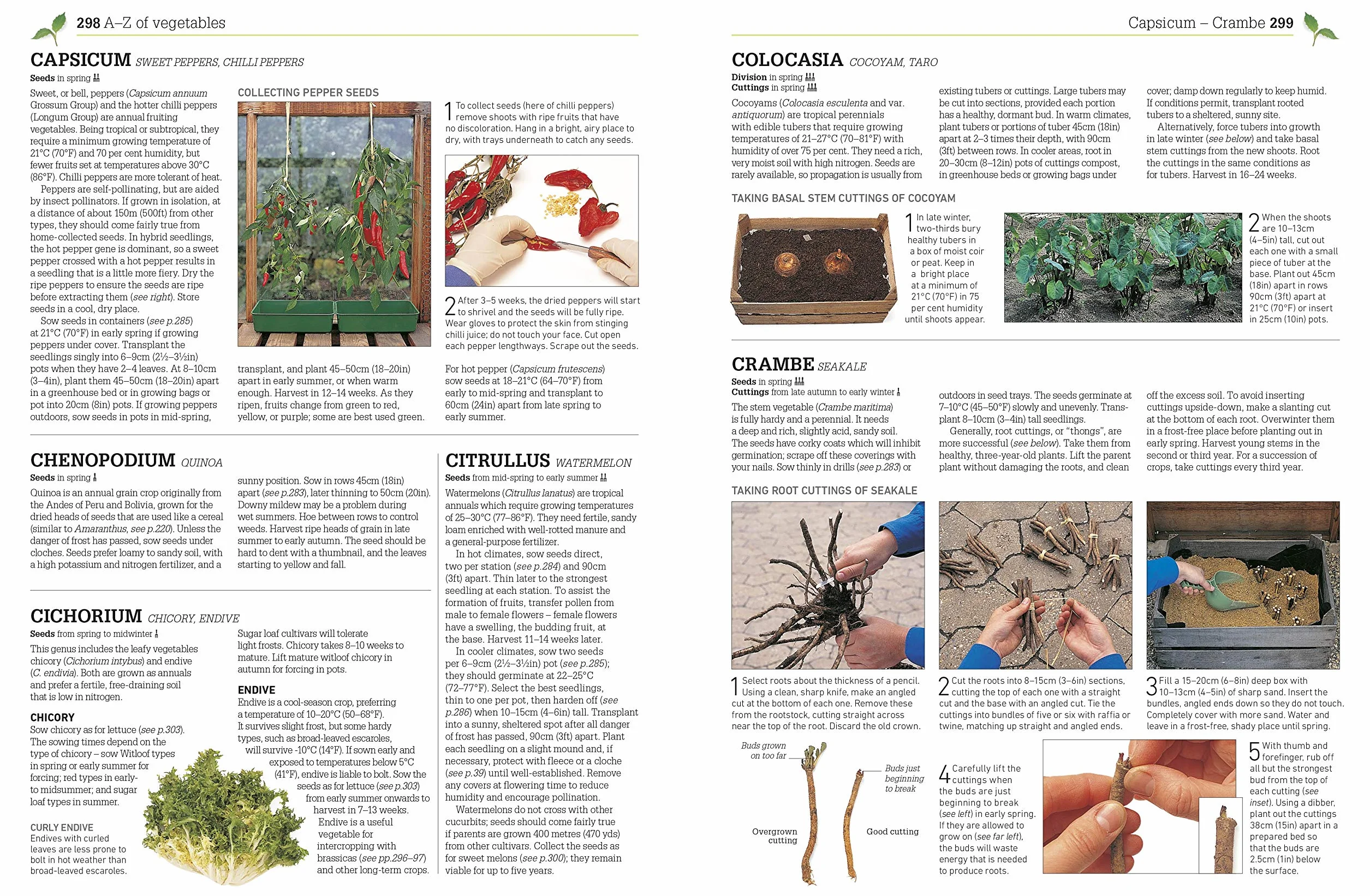 RHS Propagating Plants: How to Create New Plants For Free