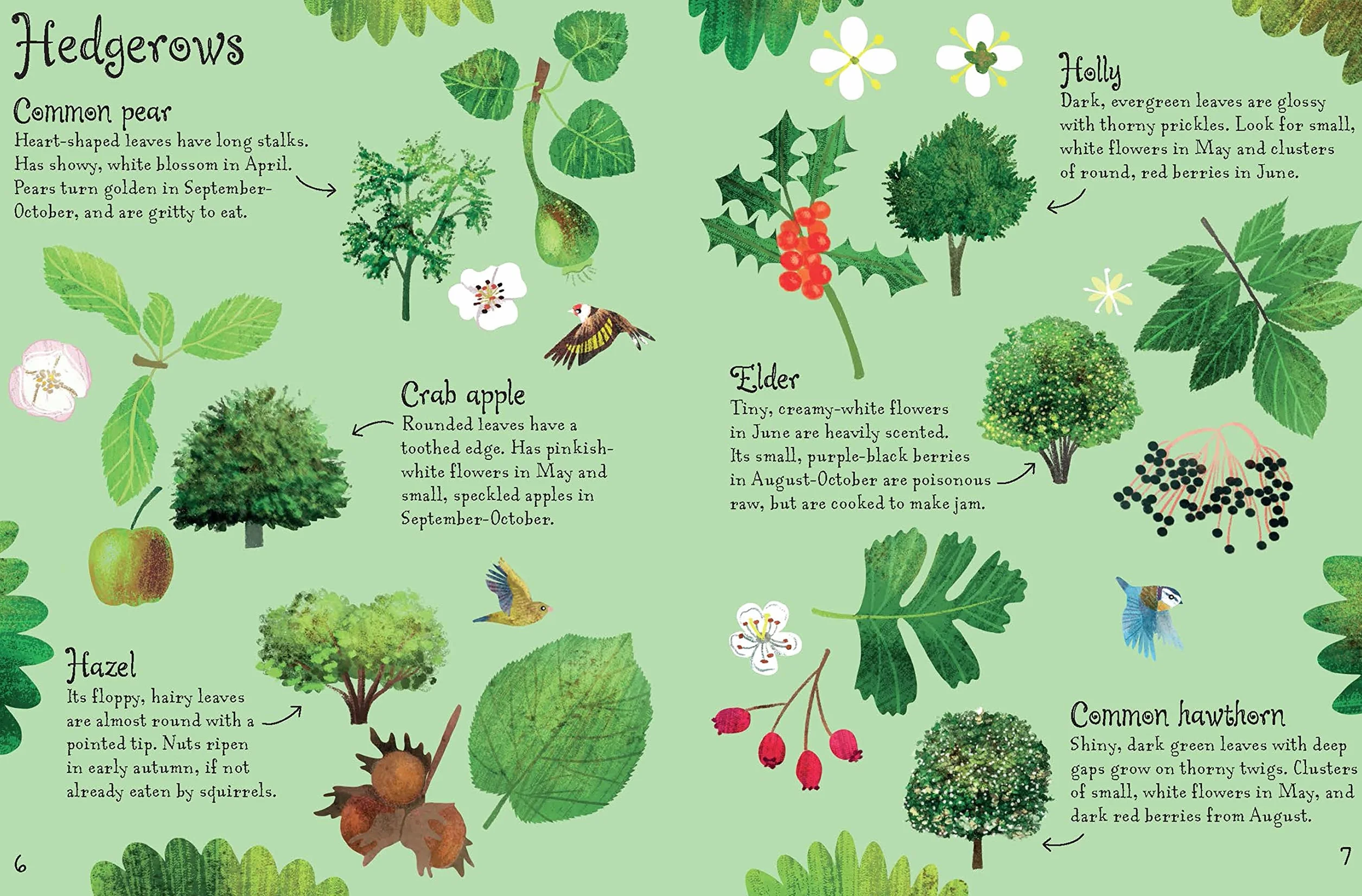 Trees to Spot (Usborne Minis)