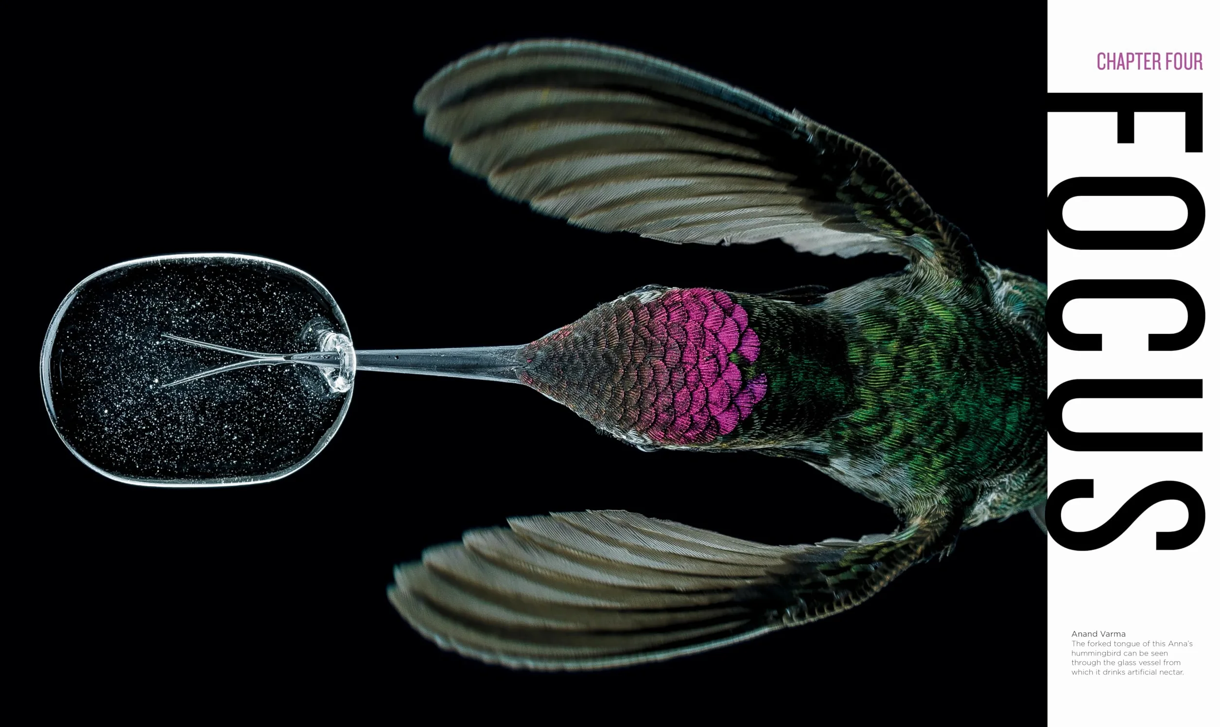 National Geographic Invisible Wonders: Photographs of the Hidden World