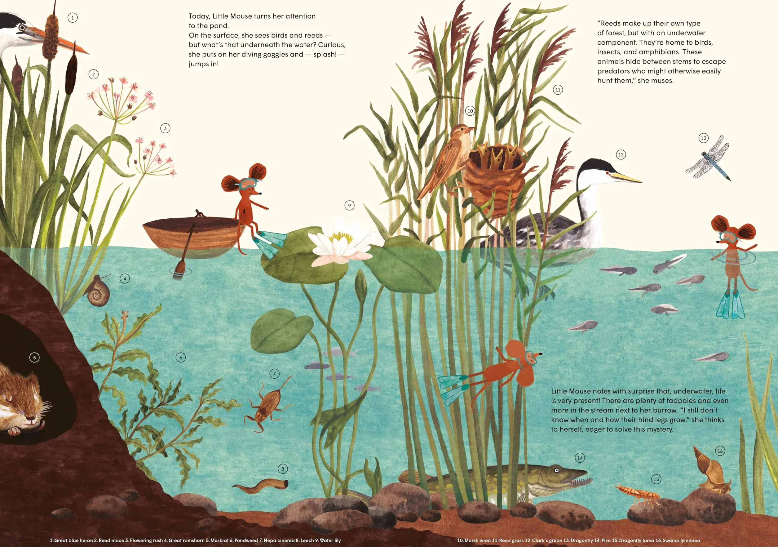 Little Mouse's Encyclopedia: A Picture Book about the Wonders of Nature