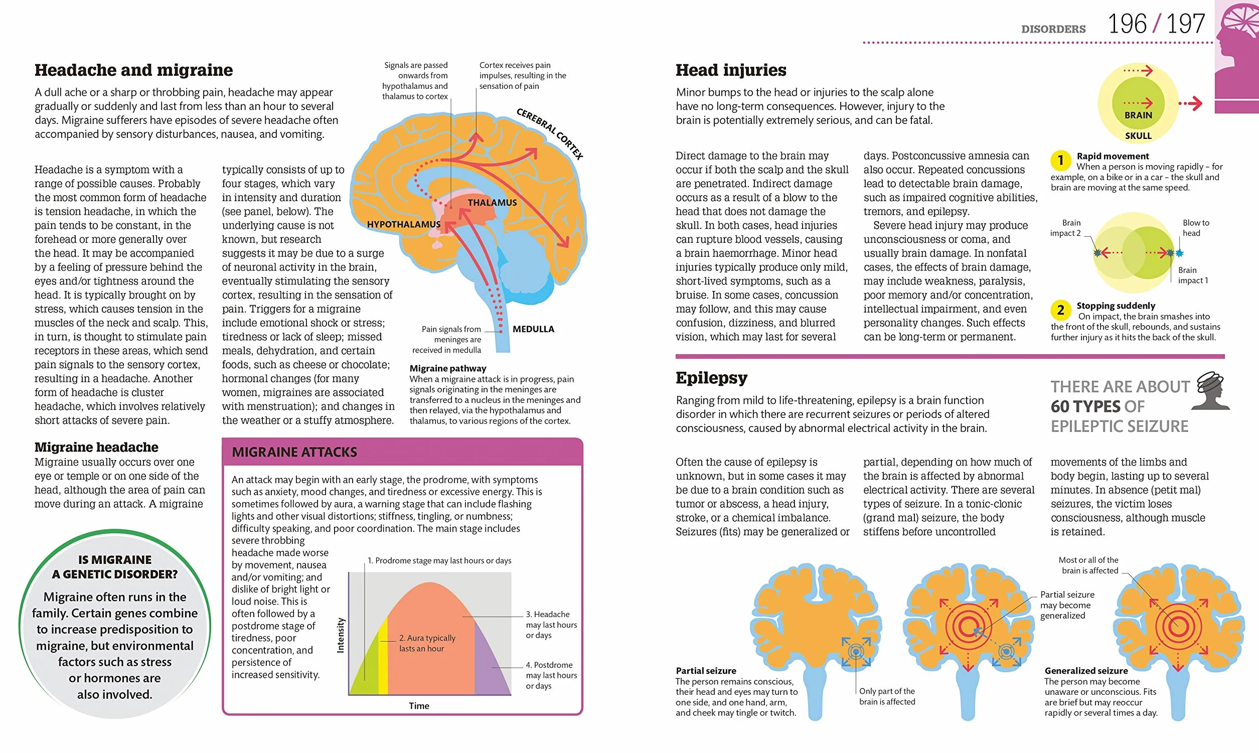 How the Brain Works: The Facts Visually Explained (How Things Work)