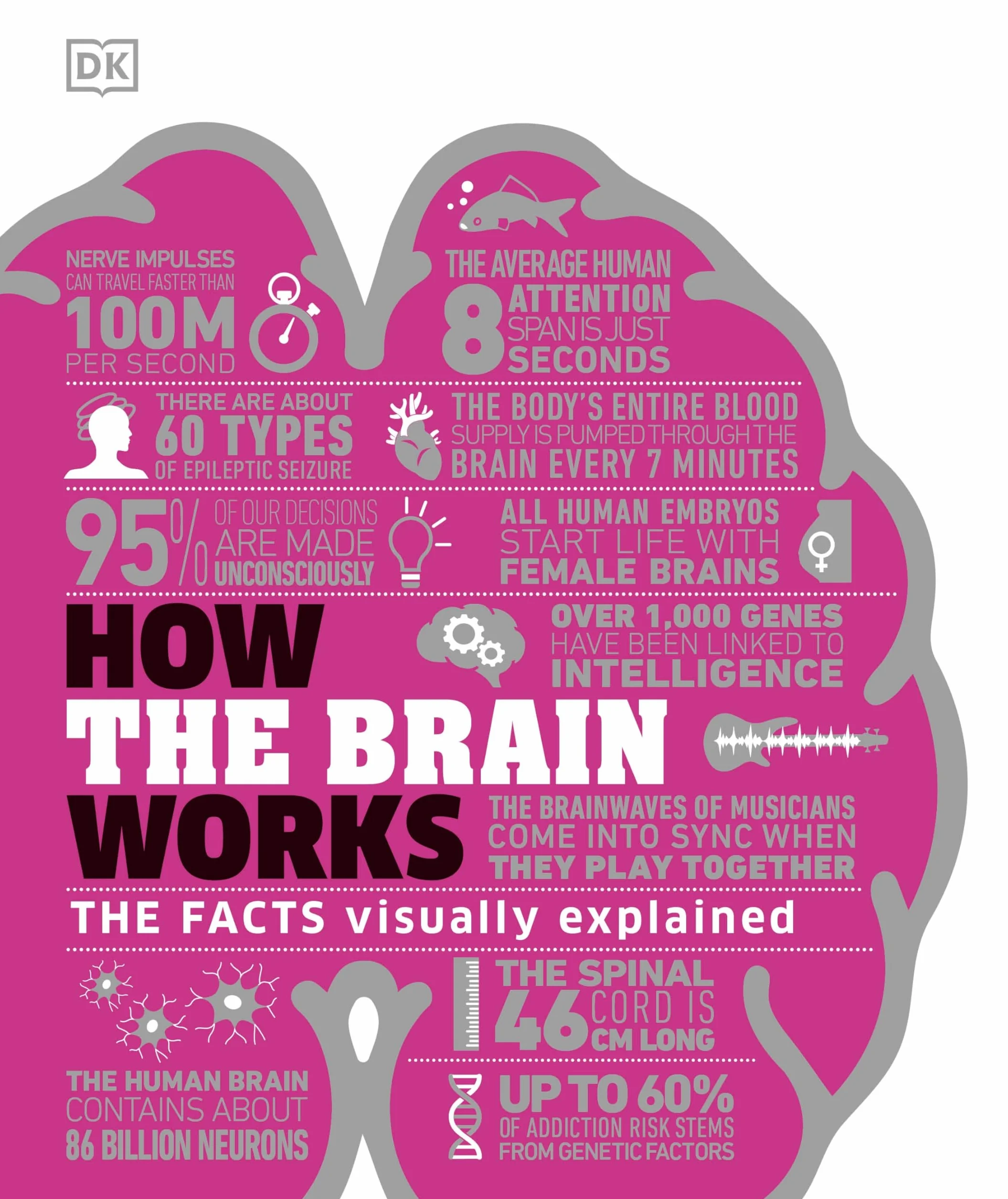 How the Brain Works: The Facts Visually Explained (How Things Work)