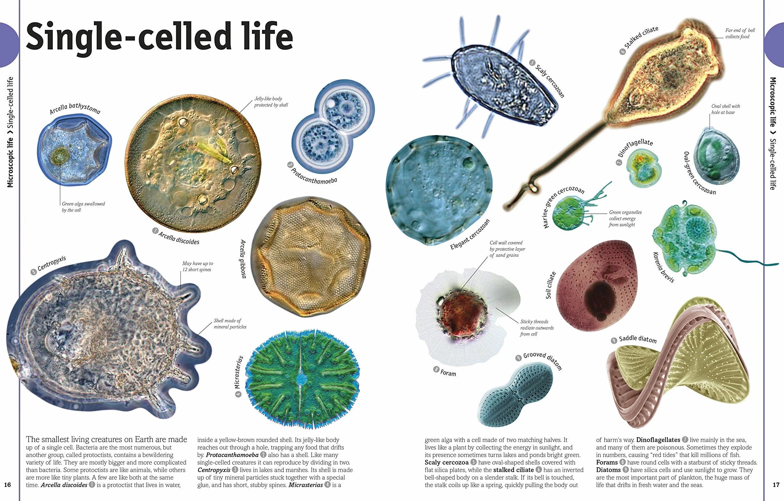 The Our World in Pictures The Animal Book: A Visual Encyclopedia of Life on Earth (DK Our World in Pictures): A Visual Animal Kingdom Encyclopedia for Kids