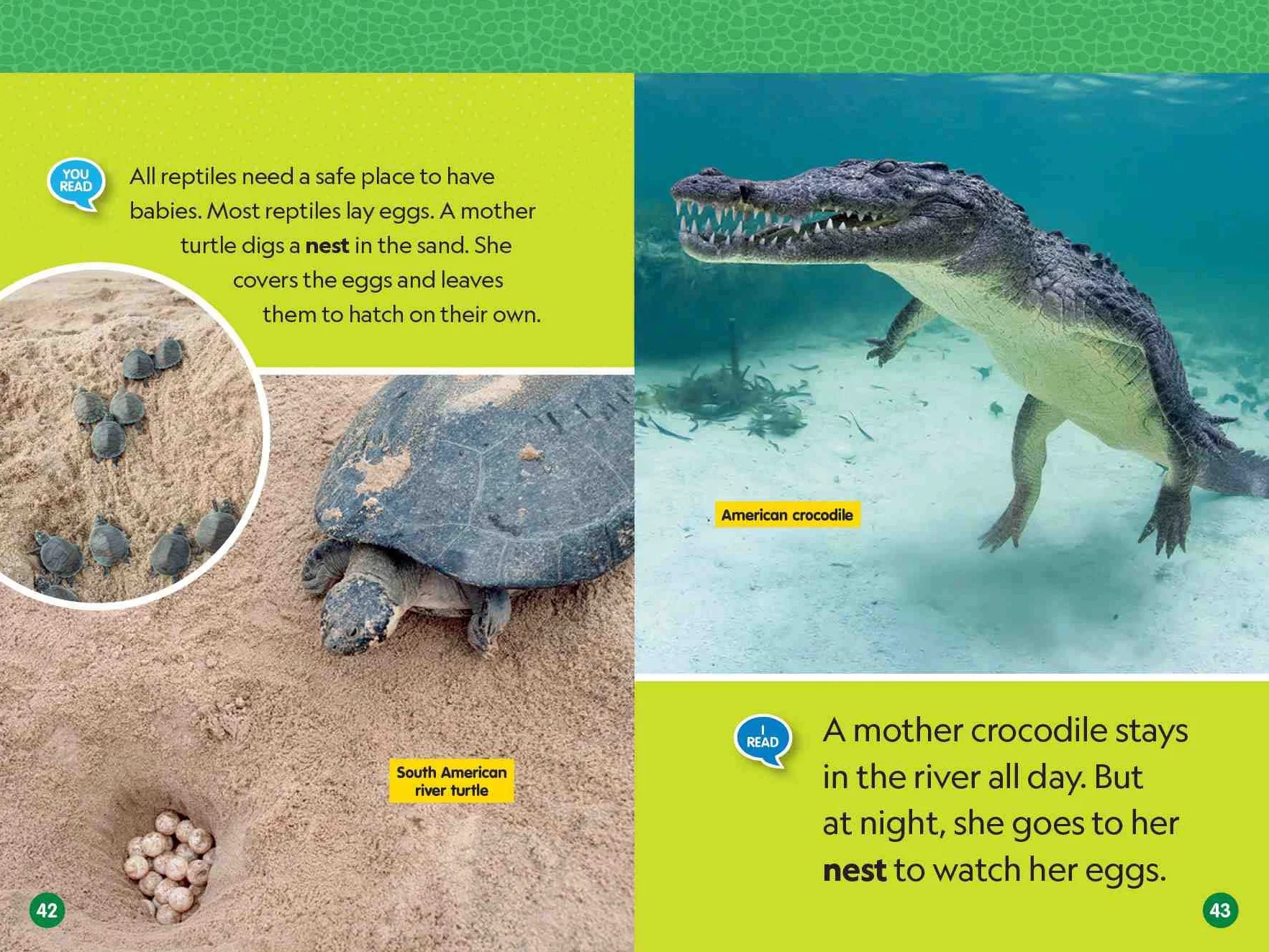 National Geographic Reader: Reptiles (L1/Co-reader)