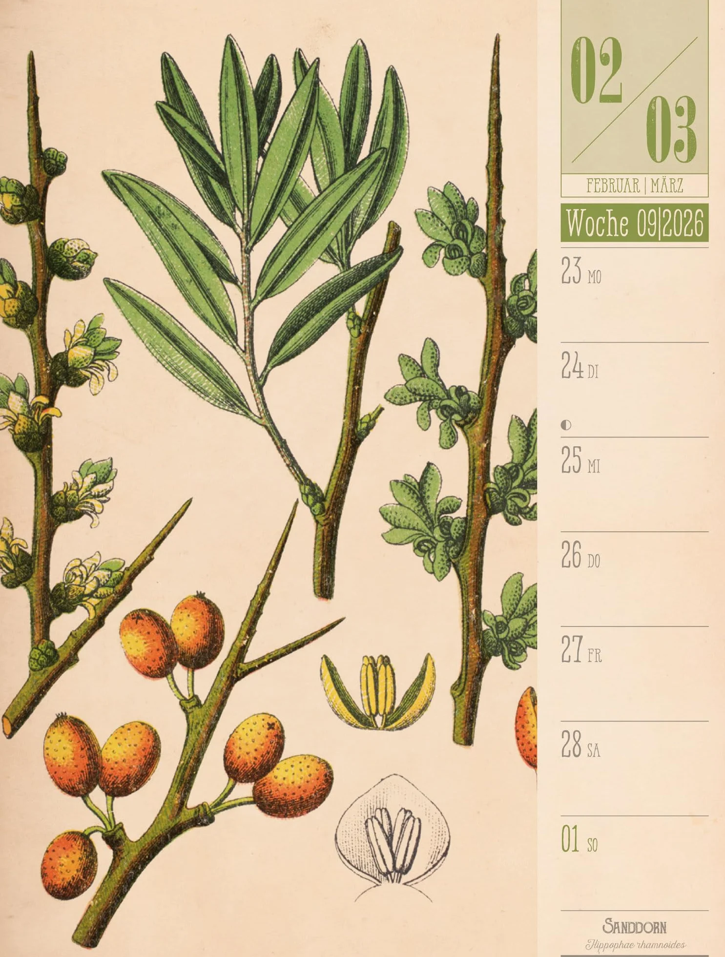 Culinarium Wochenplaner Kalender 2026 | Küche, Kräuter, Kurioses: Informativer Küchen-Wochenkalender im Hochformat (25x33 cm) | Vintage & Retro