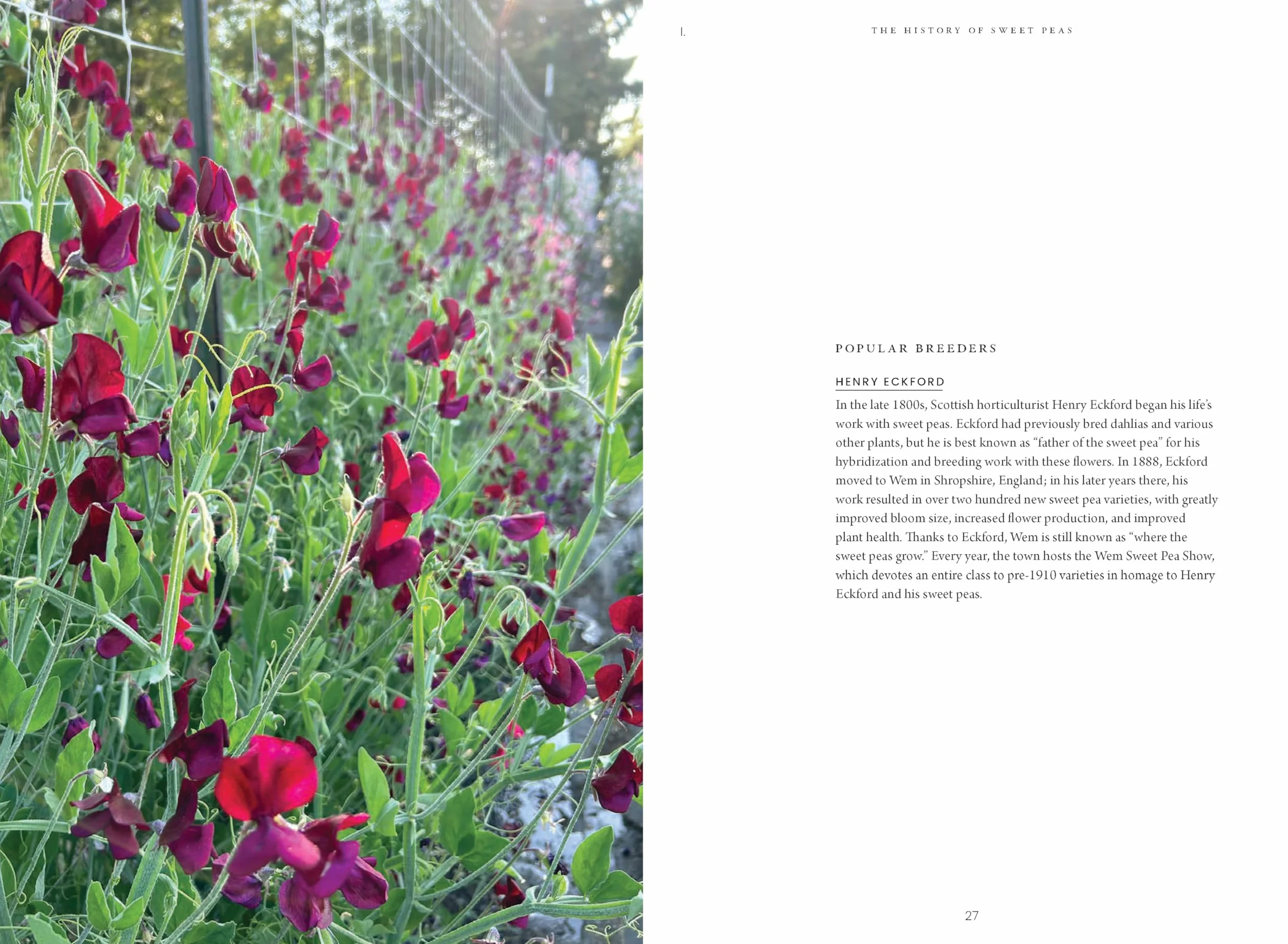 Sweet Pea School: Growing & Arranging the Garden's Most Romantic Blooms