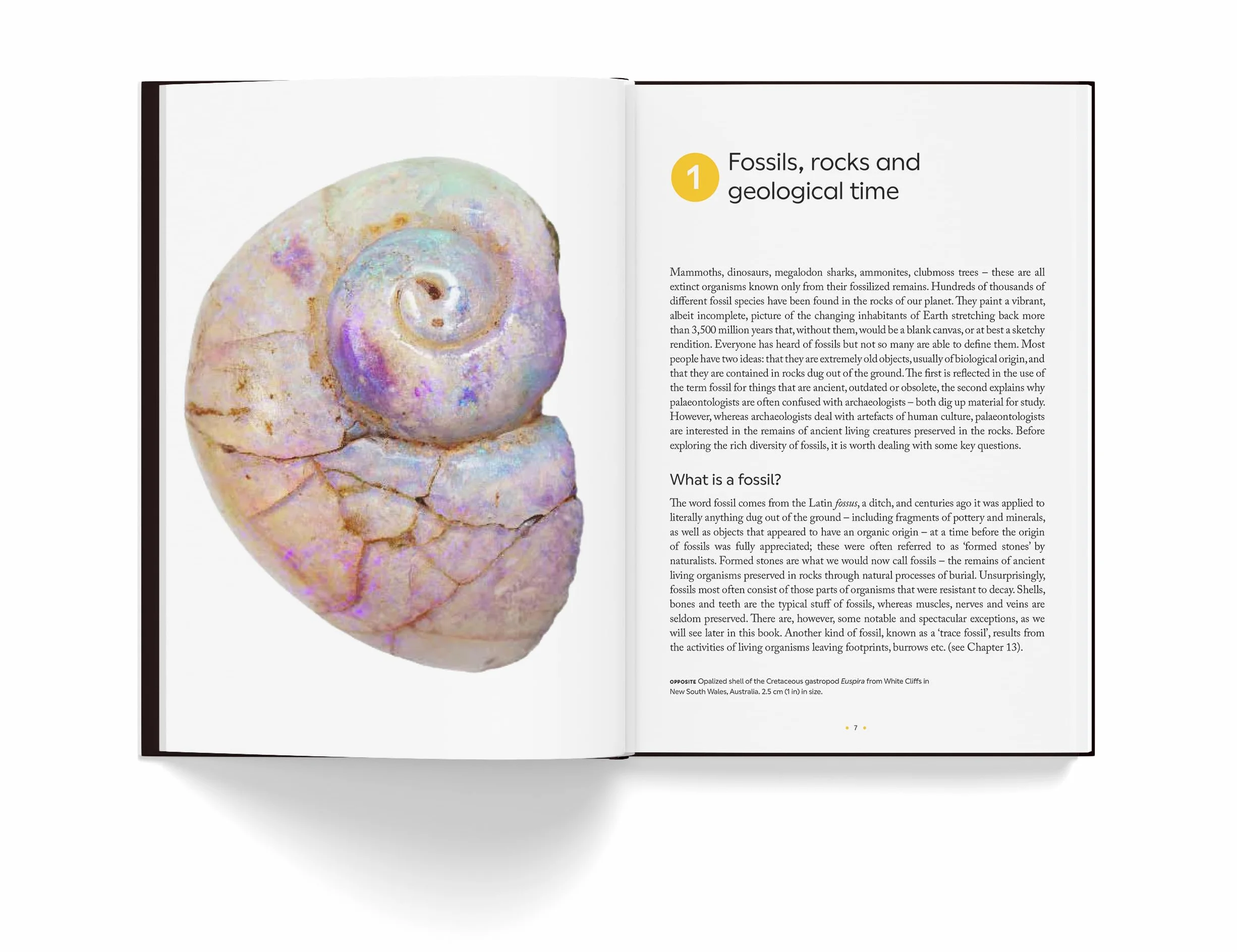 Fossils: The essential guide