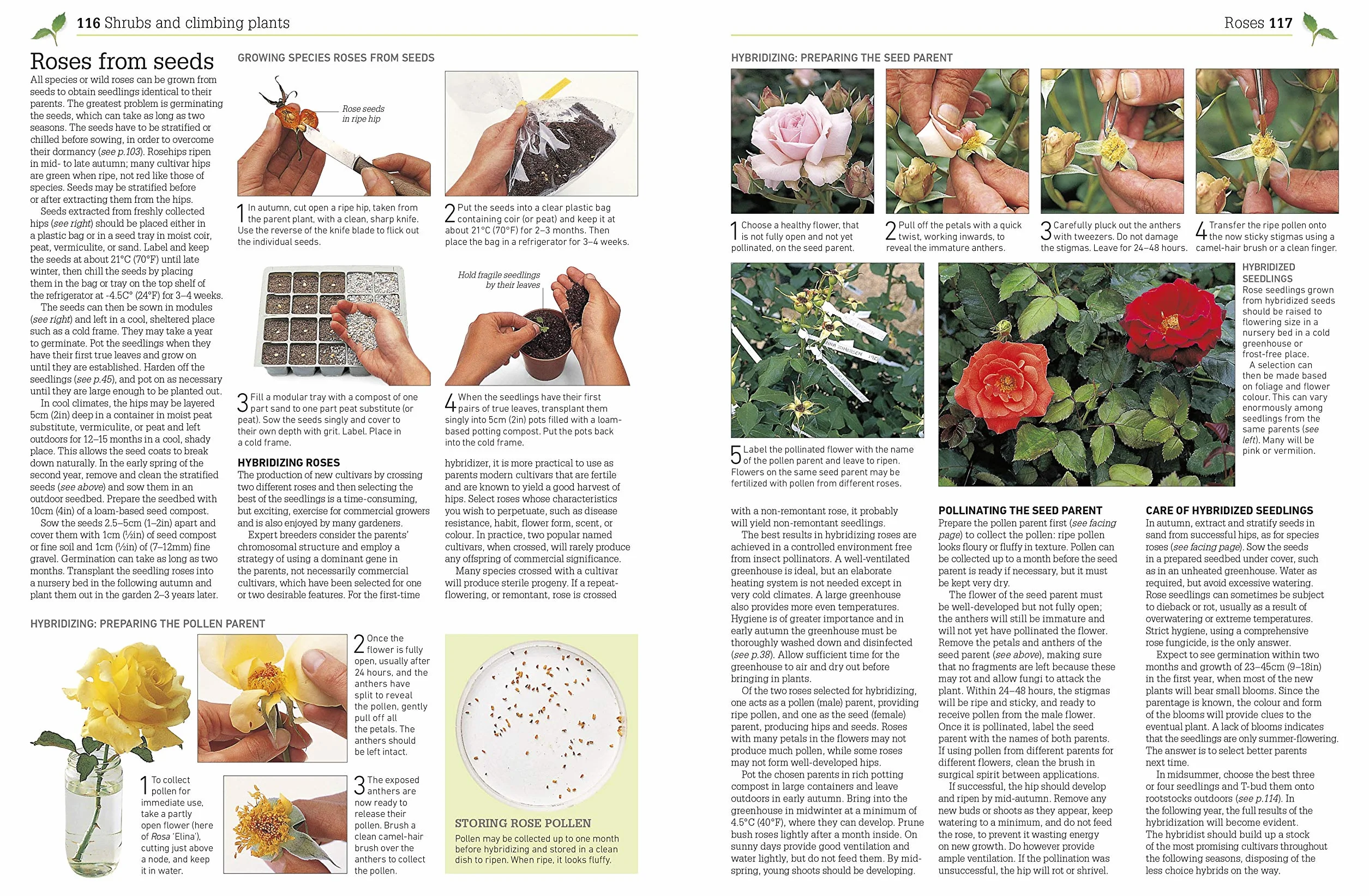 RHS Propagating Plants: How to Create New Plants For Free