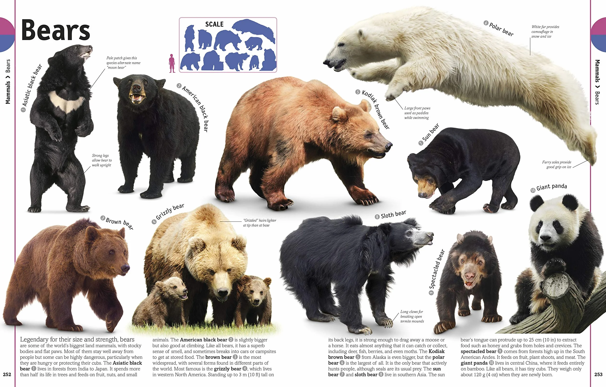 The Our World in Pictures The Animal Book: A Visual Encyclopedia of Life on Earth (DK Our World in Pictures): A Visual Animal Kingdom Encyclopedia for Kids