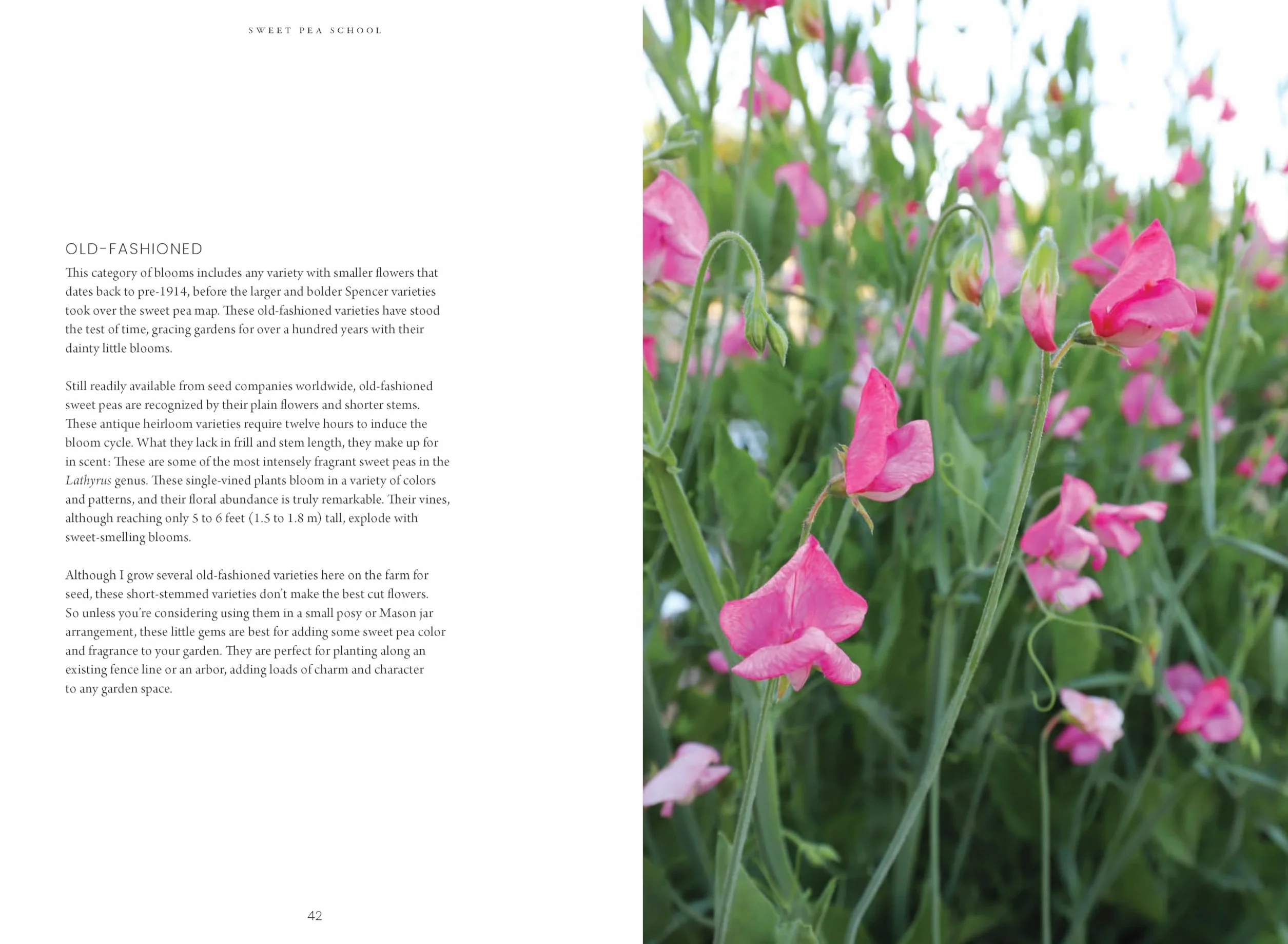 Sweet Pea School: Growing & Arranging the Garden's Most Romantic Blooms