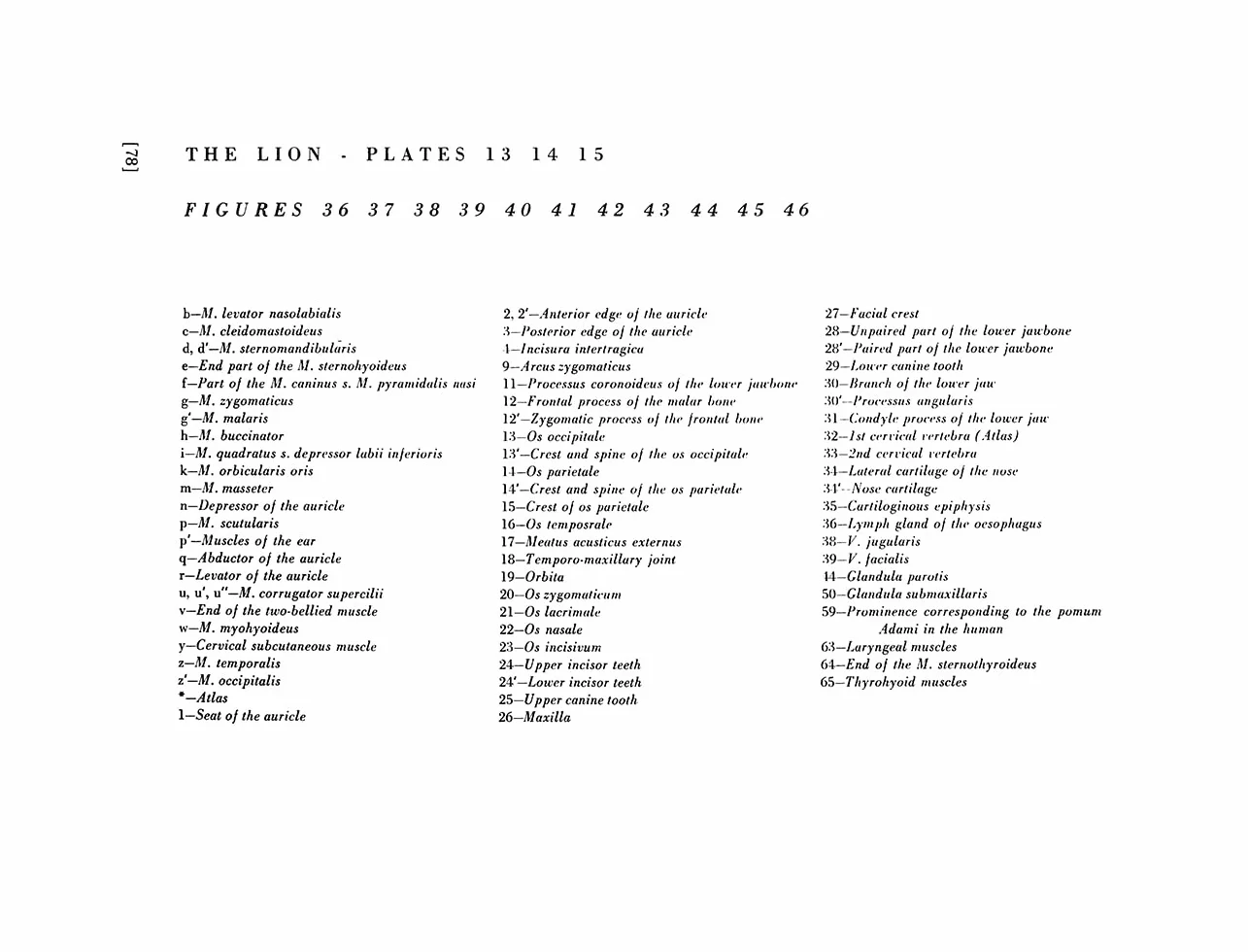 An Atlas of Animal Anatomy for Artists
