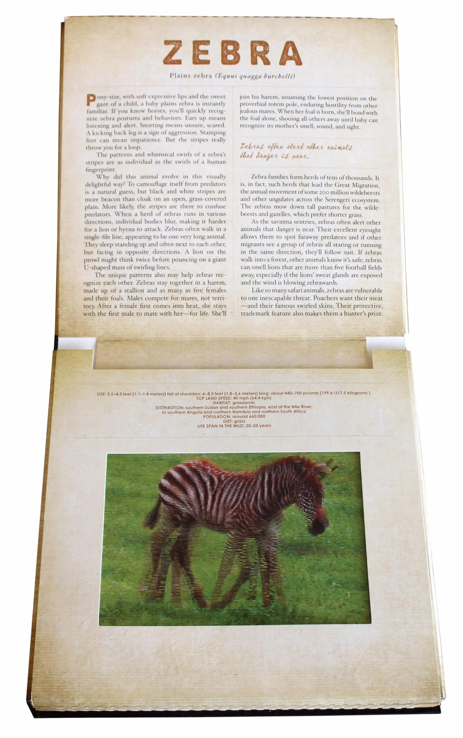 Safari: A Photicular Book