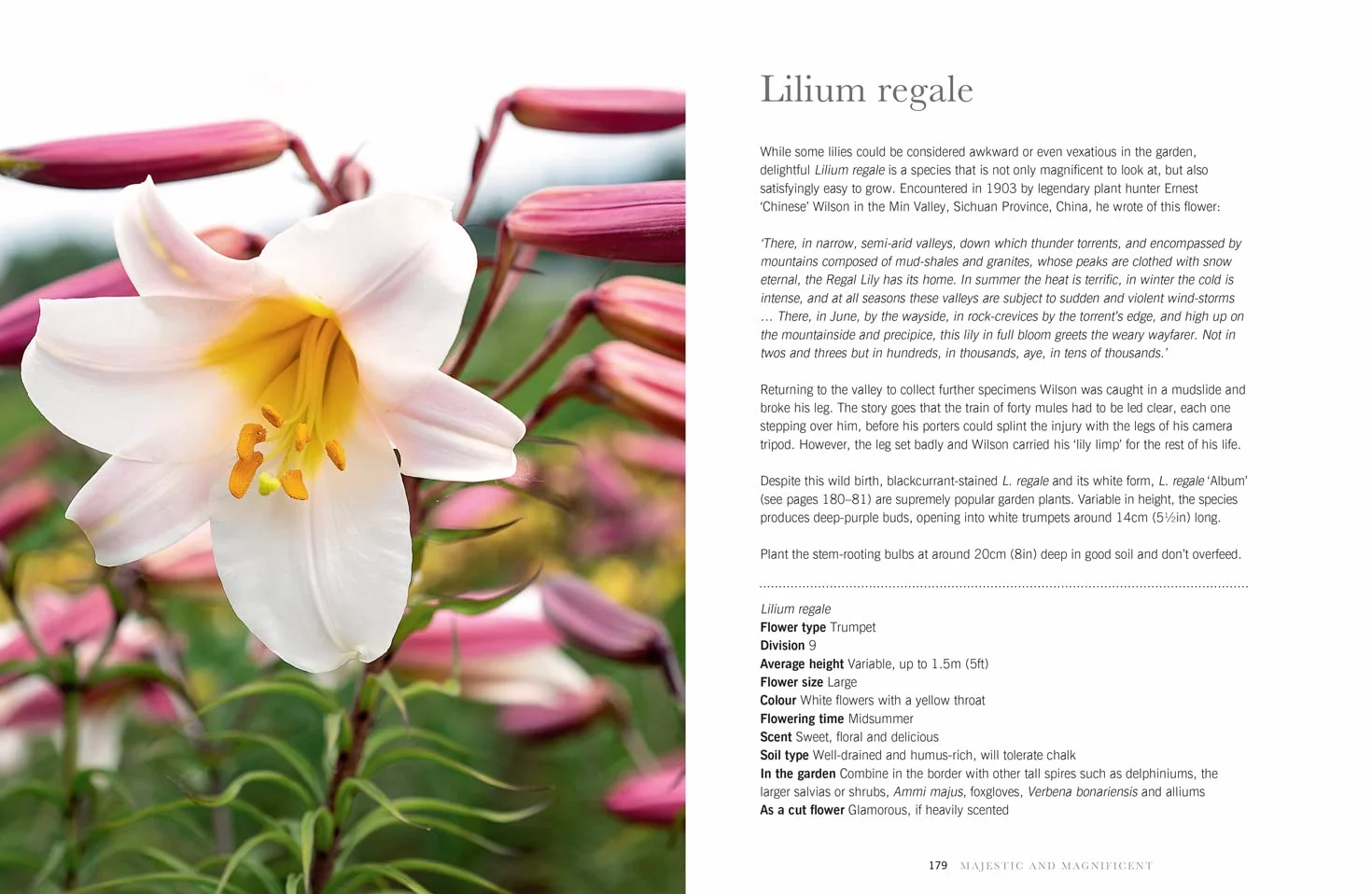 Lilies: The ultimate flower guide for growing, flowering and cutting varieties for the home and gardening
