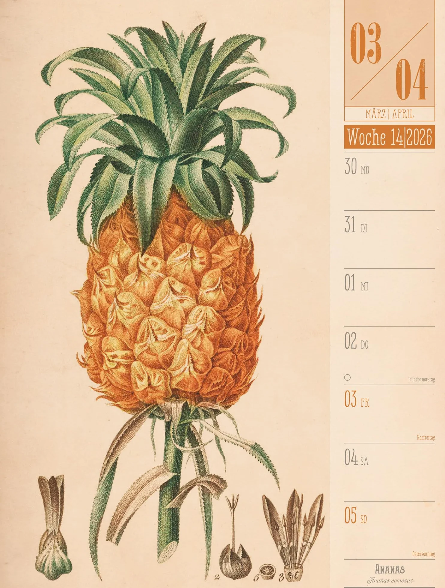 Culinarium Wochenplaner Kalender 2026 | Küche, Kräuter, Kurioses: Informativer Küchen-Wochenkalender im Hochformat (25x33 cm) | Vintage & Retro