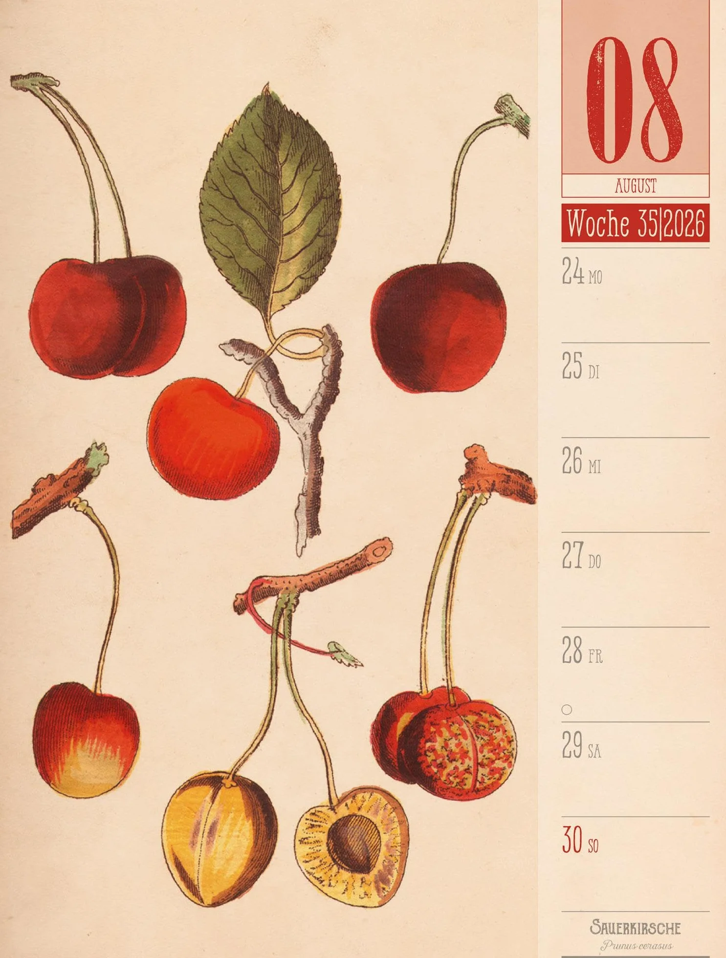 Culinarium Wochenplaner Kalender 2026 | Küche, Kräuter, Kurioses: Informativer Küchen-Wochenkalender im Hochformat (25x33 cm) | Vintage & Retro