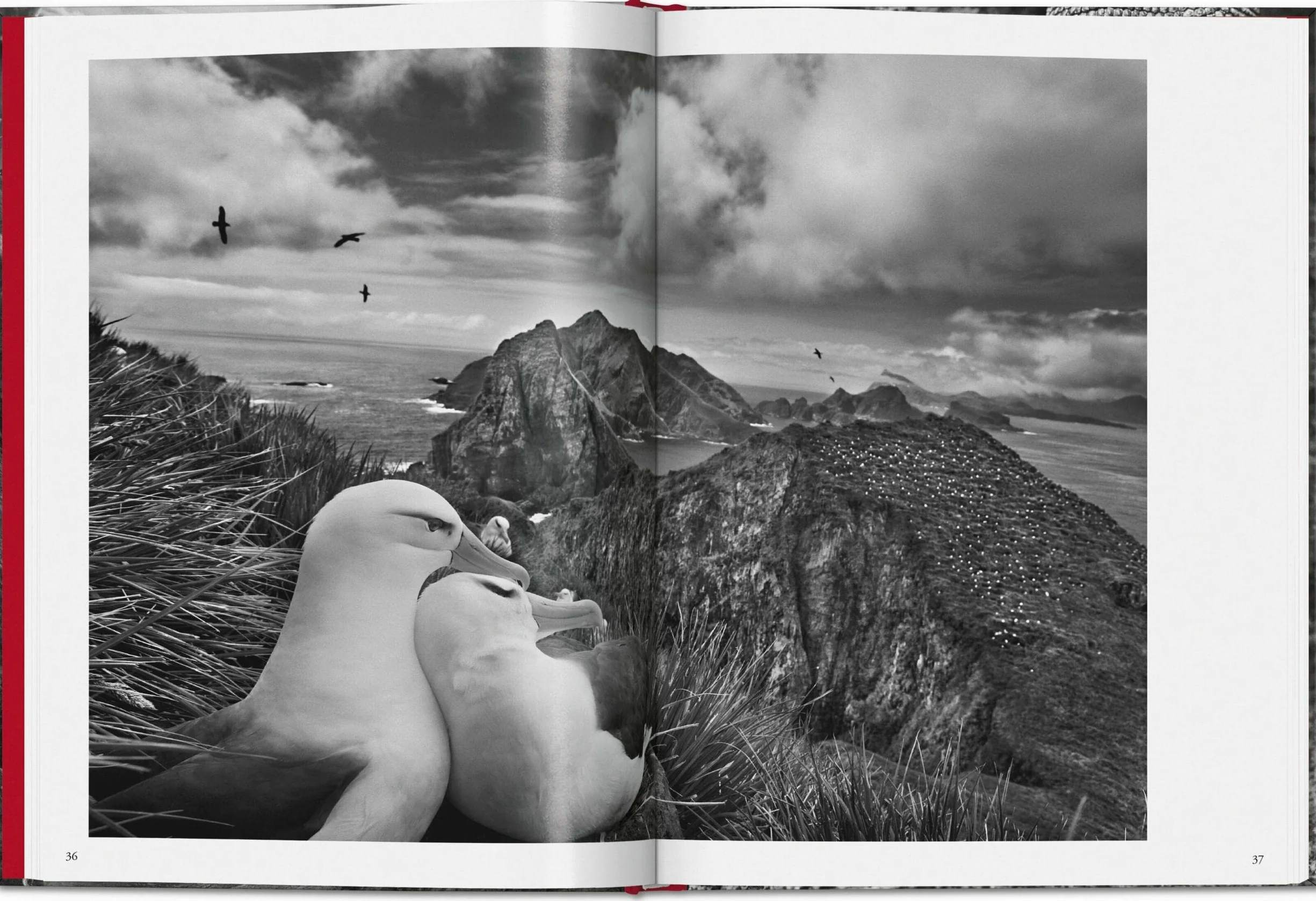 Salgado, Genesis