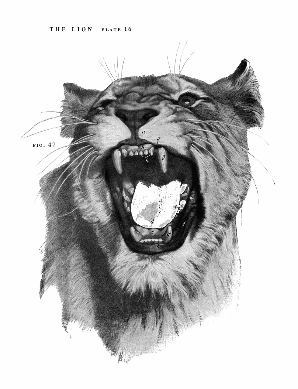 An Atlas of Animal Anatomy for Artists