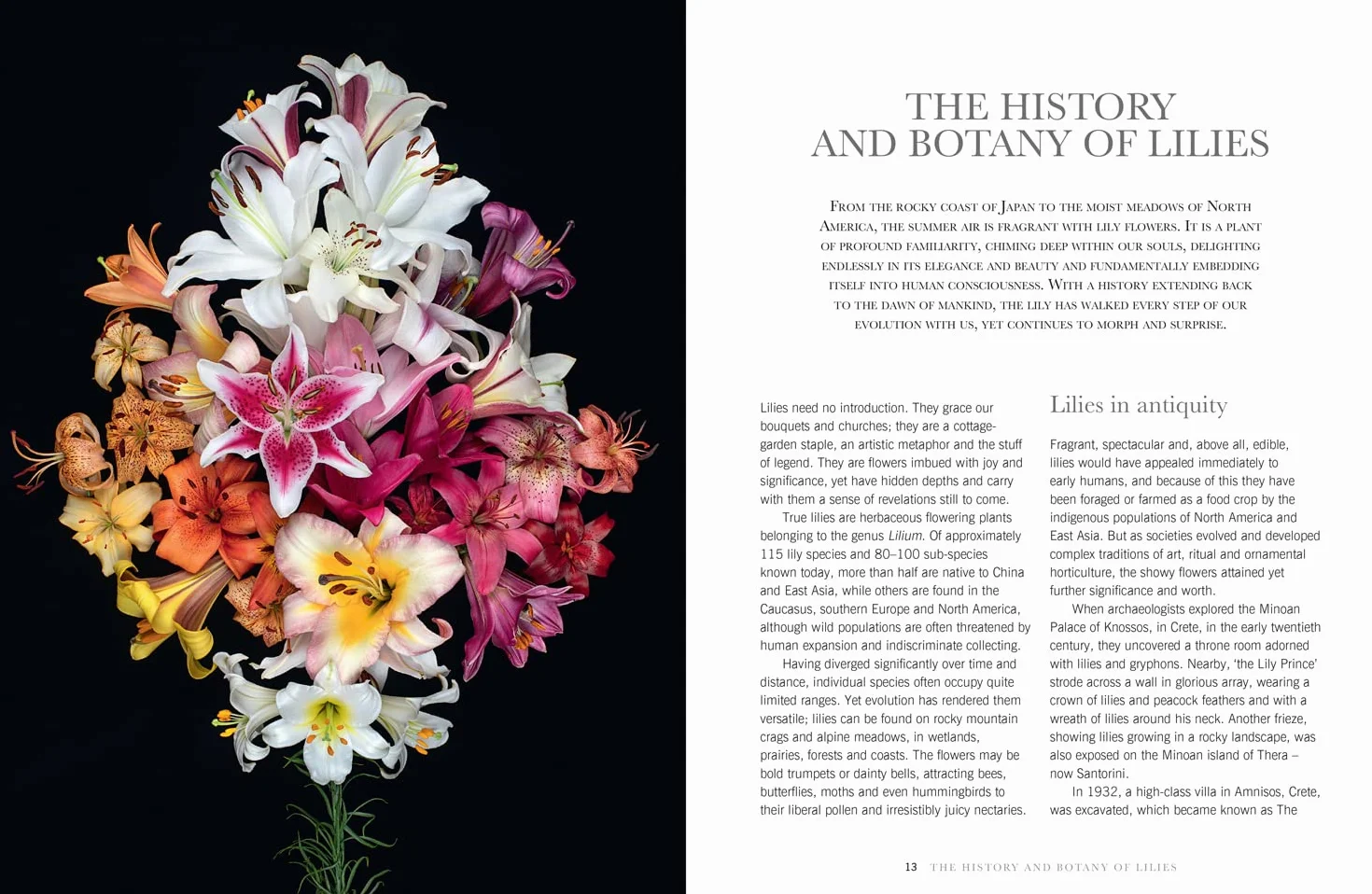 Lilies: The ultimate flower guide for growing, flowering and cutting varieties for the home and gardening