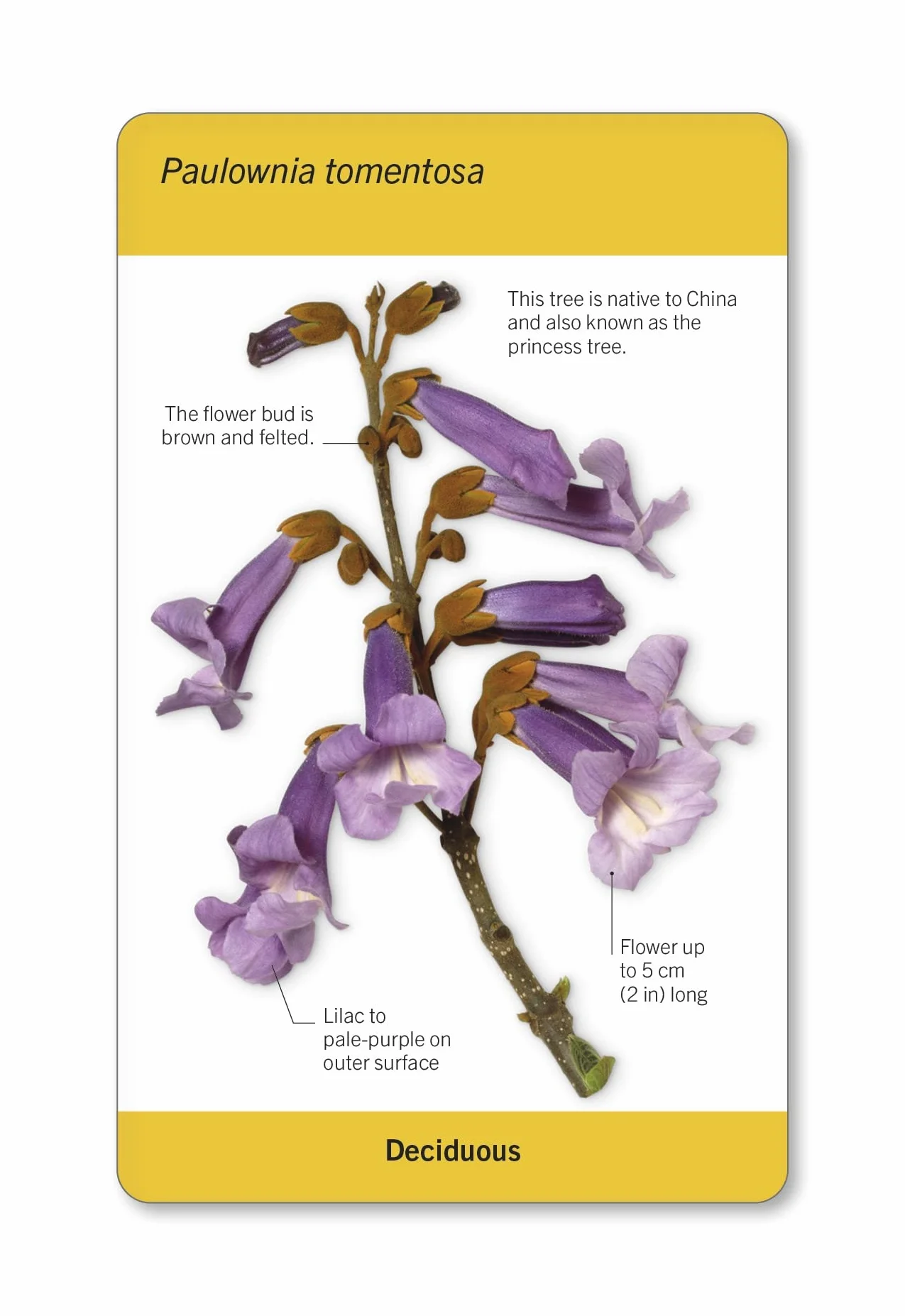 Our World in Pictures Trees of the World Flash Cards