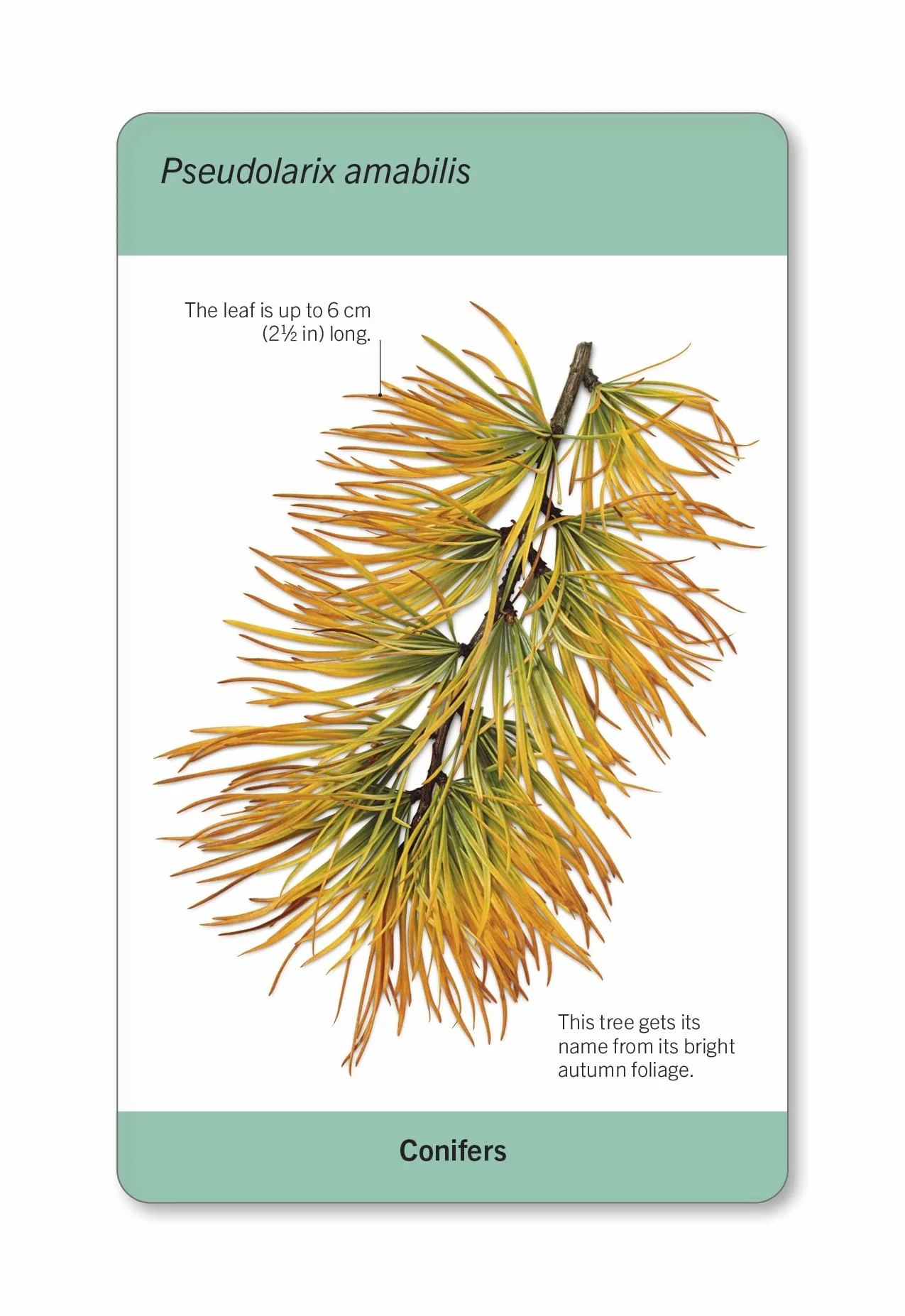 Our World in Pictures Trees of the World Flash Cards