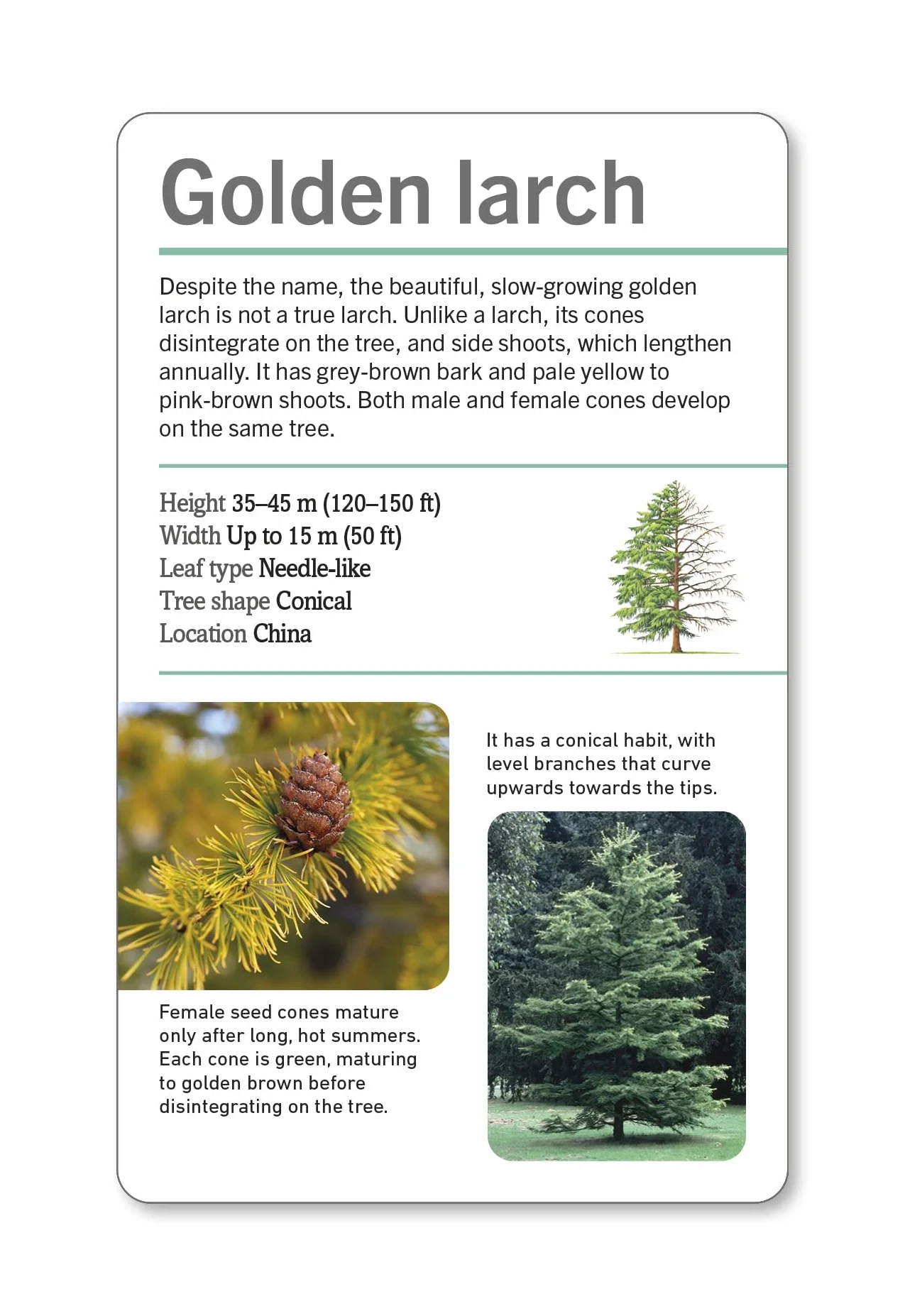 Our World in Pictures Trees of the World Flash Cards